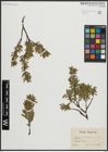 Foto von Salix arbuscula L.